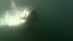 Discovery. Разрушители легенд 5 сезон 21 серия