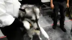 Discovery. Разрушители легенд 5 сезон 16 серия