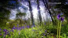 Discovery. Махинаторы 11 сезон 8 серия