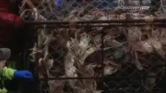 Discovery. Смертельный улов 10 сезон 15 серия