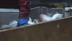 Discovery. Смертельный улов 13 сезон 16 серия