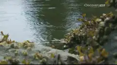 Discovery. Аляска: семья из леса 1 сезон 5 серия