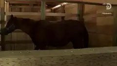 Discovery. Аляска: семья из леса 7 сезон 10 серия