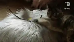 Discovery. Аляска: семья из леса 9 сезон 4 серия