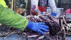 Discovery. Смертельный улов 12 сезон 5 серия