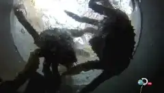 Discovery. Смертельный улов 9 сезон 5 серия