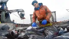 Discovery. Смертельный улов 19 сезон 7 серия