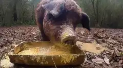 Discovery. Самогонщики 10 сезон 13 серия