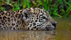 Золотой путь Паркера Шнабеля 7 сезон 6 серия